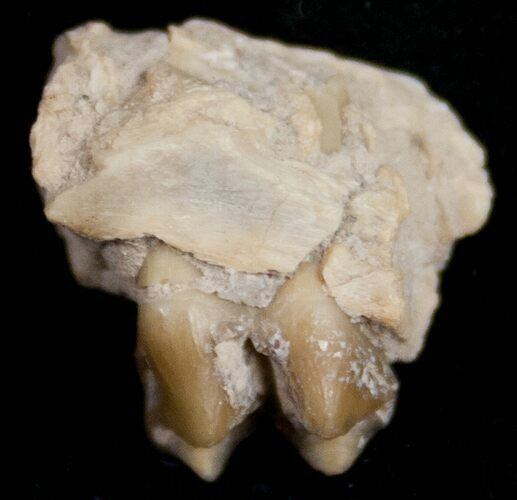 Oreodont (Merycoidodon) Jaw Section - South Dakota #10531